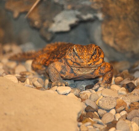 Tập_tin:Mali_Uromastyx_by_Trisha.jpg