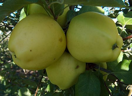 Malus Ginger-Gold.jpg