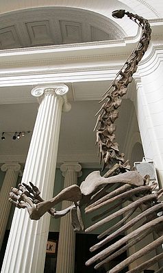 Skeletal reconstruction of Mamenchisaurus hochuanensis in the Field Museum of Natural History in Chicago.