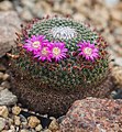 * Nomination Flowers of a Mammillaria mystax, Munich Botanical Garden, Germany --Poco a poco 10:33, 28 December 2013 (UTC) * Decline  Oppose Not good DoF, a too much big area blurred --Christian Ferrer 10:13, 3 January 2014 (UTC)