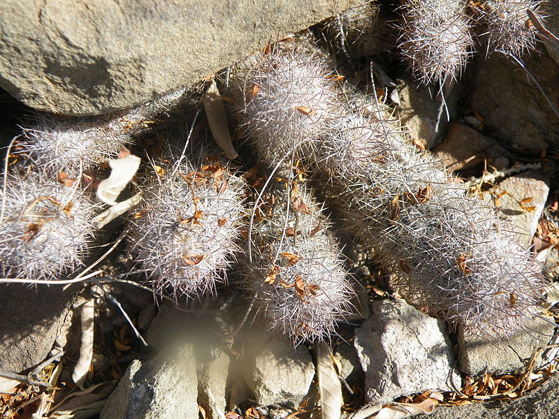 File:Mammillaria pottsii (5686205271).jpg