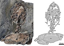 Skull and neck Manchurochelys manchoukuoensis.jpg