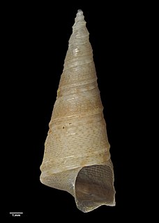 <i>Maoricolpus finlayi</i> Species of gastropod