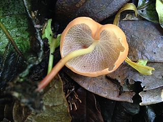 <i>Marasmius cladophyllus</i> Species of fungus