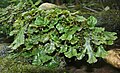 Marchantia polymorpha Germany - Schwäbisch-Fränkischer Wald