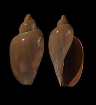 <i>Marginellona gigas</i> Species of gastropod