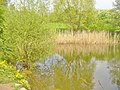 Mariendorf - Karpfenpfuhl (Carp Pool) - geo.hlipp.de - 36156.jpg