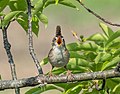 Image 33Marsh wren singing at Hammonasset Beach State Park