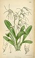 Masdevallia polysticta plate 6368 in: Curtis's Bot. Magazine (Orchidaceae), vol. 104, (1878)