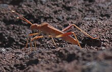 Megalotomus quinquespinosus P1290898b.jpg