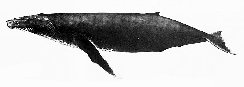 File:Megaptera novaeangliae NOAA.jpg