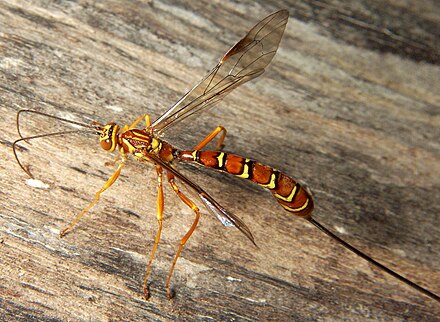 Как называется ос. Шершень рогохвост. Megarhyssa macrurus. Наездник мегарисса. Перепончатокрылые наездники.