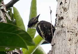Meiglyptes jugularis (Black-and-buff Woodpecker).jpg