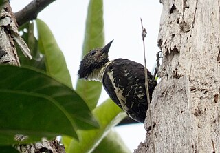 <span class="mw-page-title-main">Black-and-buff woodpecker</span> Species of bird