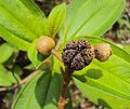 Plody Melastoma malabathricum