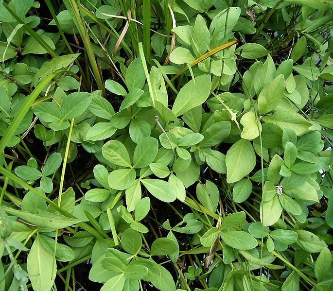 File:Menyanthes trifoliata 07 ies.jpg