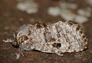 <i>Salagena obsolescens</i> Species of moth