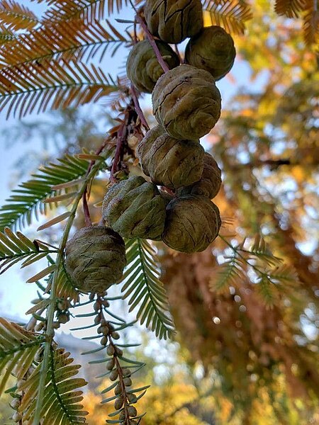 File:Metasequoia glyptostroboides female cones.jpg