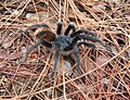 Tarántula en el Parque Nacional Los Mármoles, Hidalgo, México