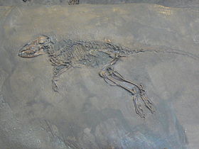Fóssil da família miacidae