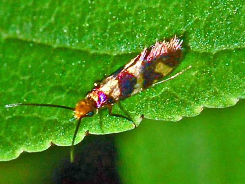 File:Micropterigidae - Micropterix cf. rothenbachii. rothenbachii.JPG