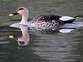 Migratory birds at Dhanas Lake