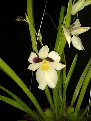 Descrizione dell'immagine Miltoniopsis roezlii.jpg.