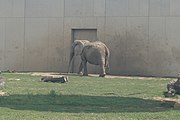 African savanna elephant