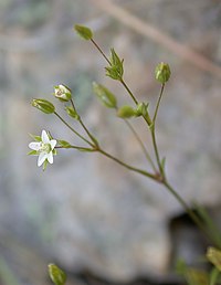 Minuartia hybrida 2.JPG