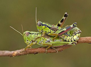 <span class="mw-page-title-main">Acridoidea</span> Superfamily of grasshoppers