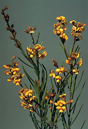 Mirbelia longifolia.jpg