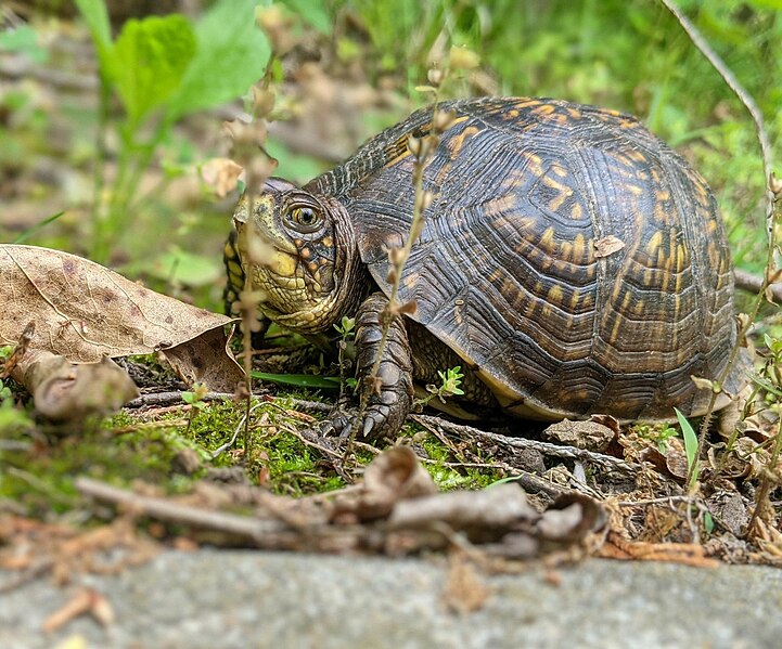 File:Missouri Box Turtle.jpg