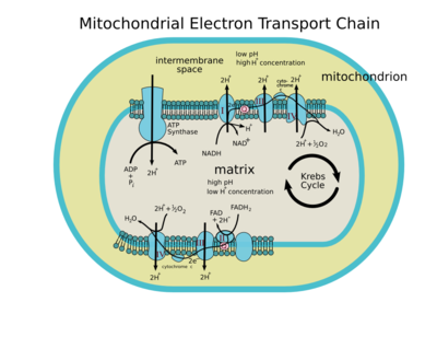 The Electron Transport Chain. Not all structures represent current knowledge of electron transport chains -- see talk page for more details.
