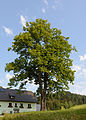 * Nomination Tilia platyphyllos next to Bodenbauerweg 1, Mitterbach, Lower Austria --Uoaei1 03:47, 17 July 2015 (UTC) * Promotion Good quality. A 5:7 ratio might reduce the dominance of the sky --Cccefalon 03:50, 17 July 2015 (UTC)  Done Crop changed --Uoaei1 14:49, 17 July 2015 (UTC)