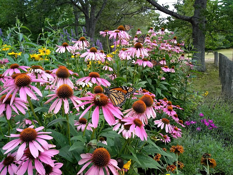 File:Monarchs on some coneflowers in a pollinator strip planted along a local picnic area in Chippewa County, Michigan.jpg