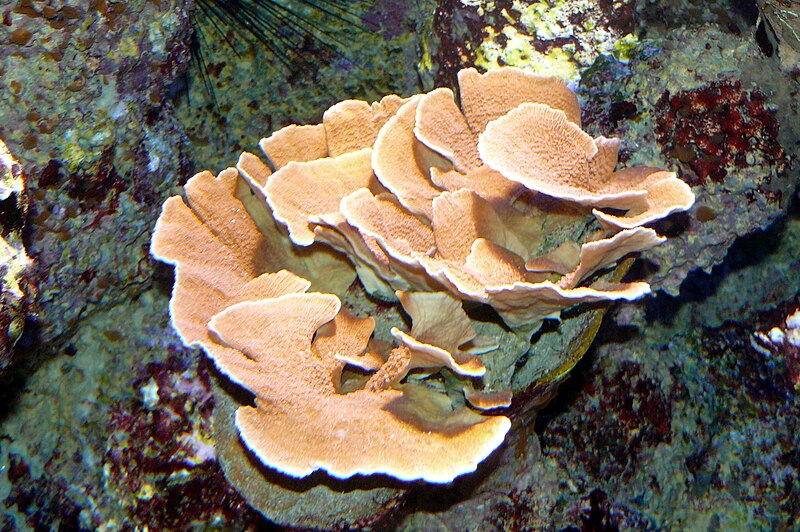 Montipora 1.JPG