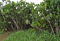 Montrichardia linifera, Amazon várzea.jpg