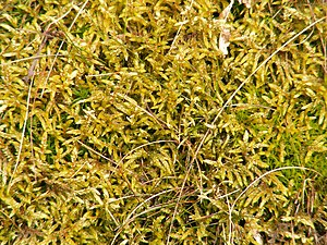 Red stem moss