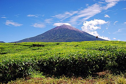 Mount Kerinci with tea plantations in the foreground