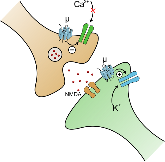 When the μ-opioid receptor is activated on a neuron, the voltage gated calcium channel (green) closes, and the voltage gated potassium channel (blue) opens. Both of these individual actions makes the presynaptic neuron less likely to release glutamate (red), leaving the neuron at rest longer. This slowing down of neurons via interactions with ion channels and receptors is a hallmark of a depressant. Without glutamate the pain signal gets "cut short" and cannot ascend a pathway and reach pain processing centers in the midbrain of the brainstem.