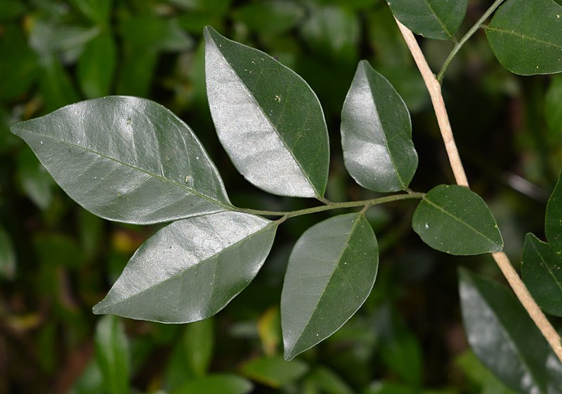 File:Murraya paniculata leaves at Peravoor (cropped).jpg