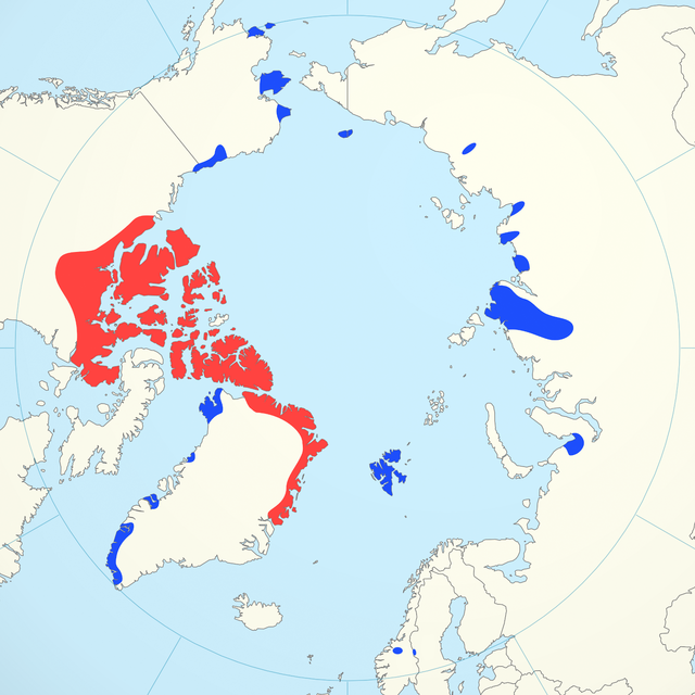 Distribución de Ovibos moschatus: distribución tradicional antes do século XX en vermello e áreas nas que foi introducido en azul.