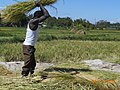 Vignette pour la version du 22 octobre 2017 à 05:31