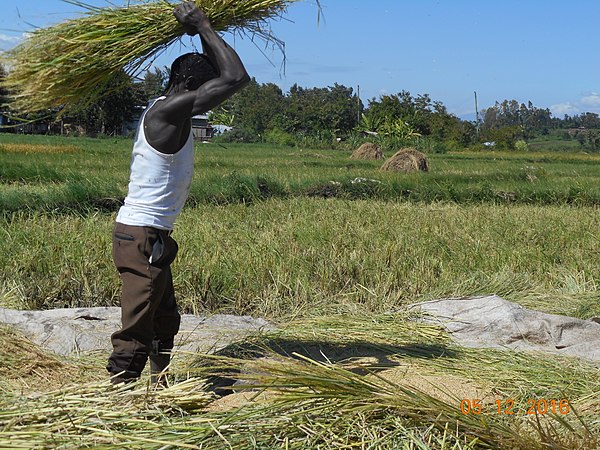 Rice threshing in Mwea