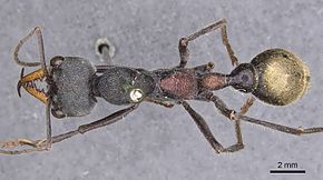 Descrizione dell'immagine Myrmecia athertonensis 10092013 casent0907075 d 1 high.jpg.