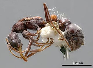 <i>Myrmecia dichospila</i> Species of ant endemic to Australia