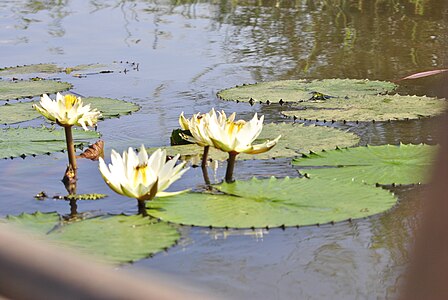 Nénuphar du lac Kinkony, Boeny, Madagascar.