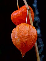 N2 Physalis.jpg