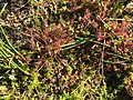 * Nomination: Sonnentau (Drosera rotundifolia) im Naturschutzgebiet Murnauer Moos. By User:Tigeroma --Nightflyer 20:31, 16 May 2016 (UTC) * * Review needed