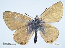 Nacaduba biocellata dorsal.jpg